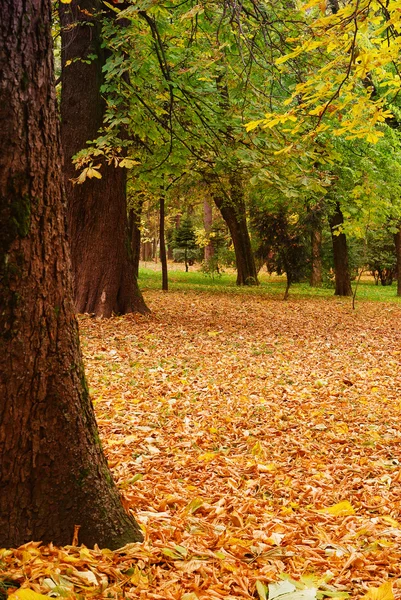 stock image Beautiful quiet park in autumnal colors