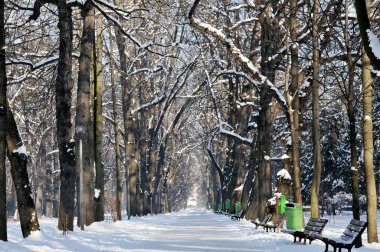 Winter park, karla kaplı sokak ve ağaçlar