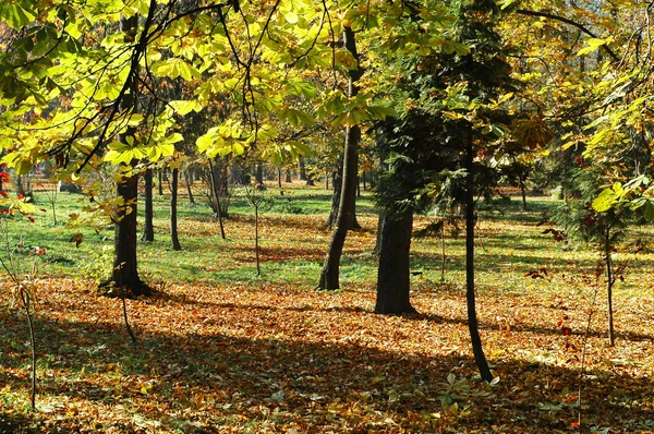 Vacker lugn park i höstens färger — Stockfoto