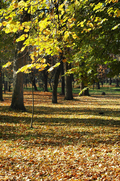 Beautiful quiet park in autumnal colors