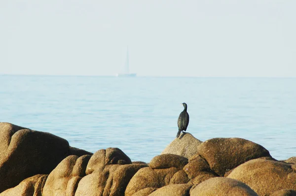 Den stora skarv (Phalacrocorax carbo) — Stockfoto