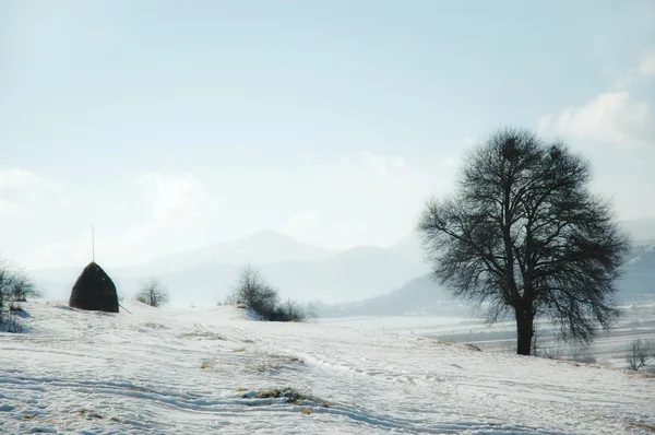 Vinterlandskab med frossen vegetation - Stock-foto
