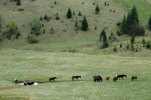 Uma manada de cavalos selvagens ao ar livre — Fotografia de Stock