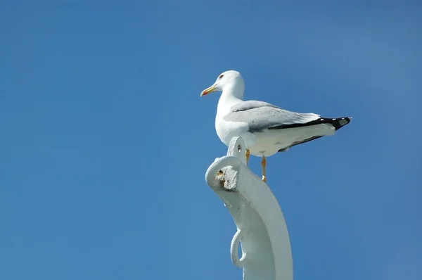 Sea gull sitting on a mast — Stock Photo, Image