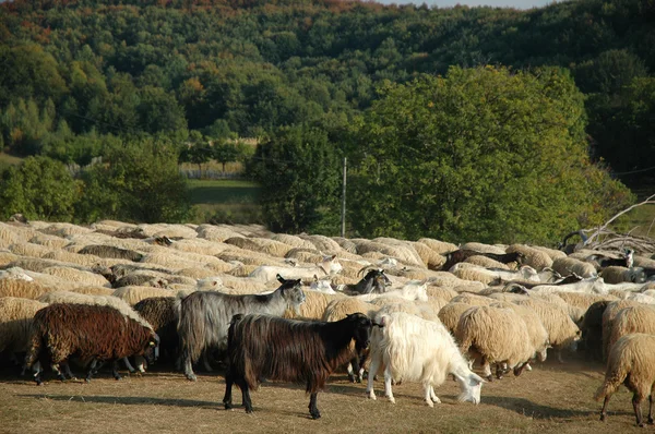Transilvanya, Romanya koyun sürüsü — Stok fotoğraf