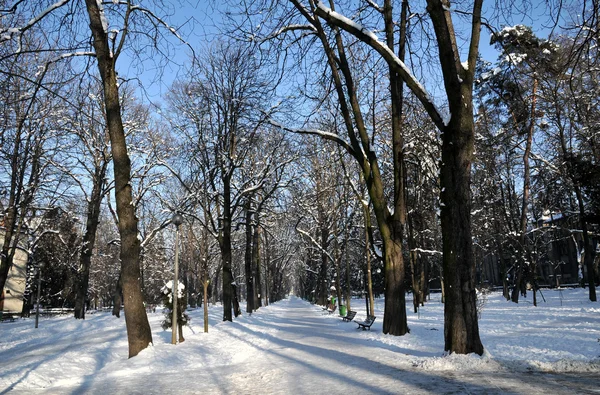 Inverno no parque, beco coberto de neve e árvores — Fotografia de Stock