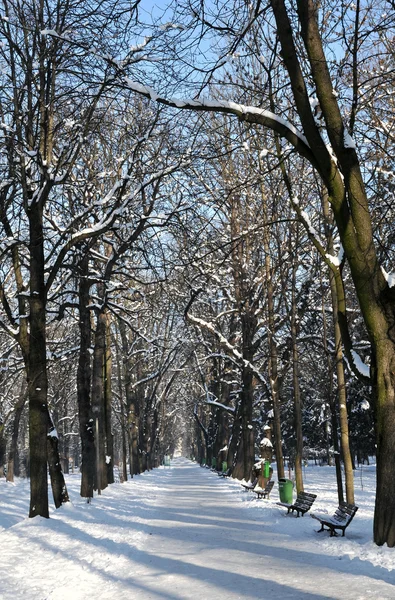 A park, a hóval borított sikátor és a fák a téli — Stock Fotó