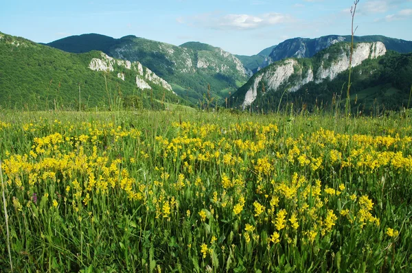 पिवळ्या फुलं आणि निळ्या आकाशासह लँडस्केप — स्टॉक फोटो, इमेज