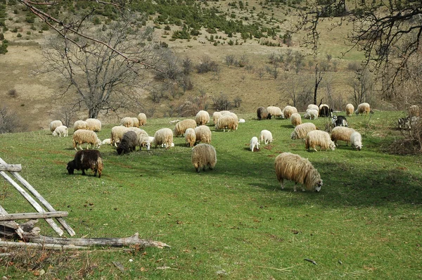 Стадо овец на зеленом лугу — стоковое фото