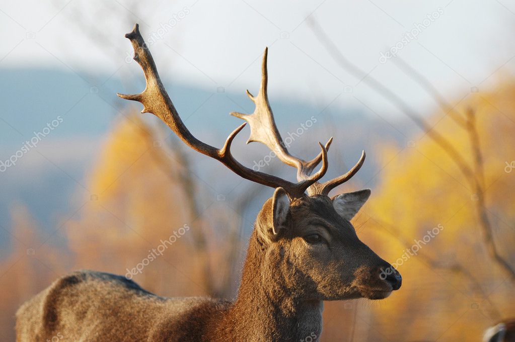 Male stag deer