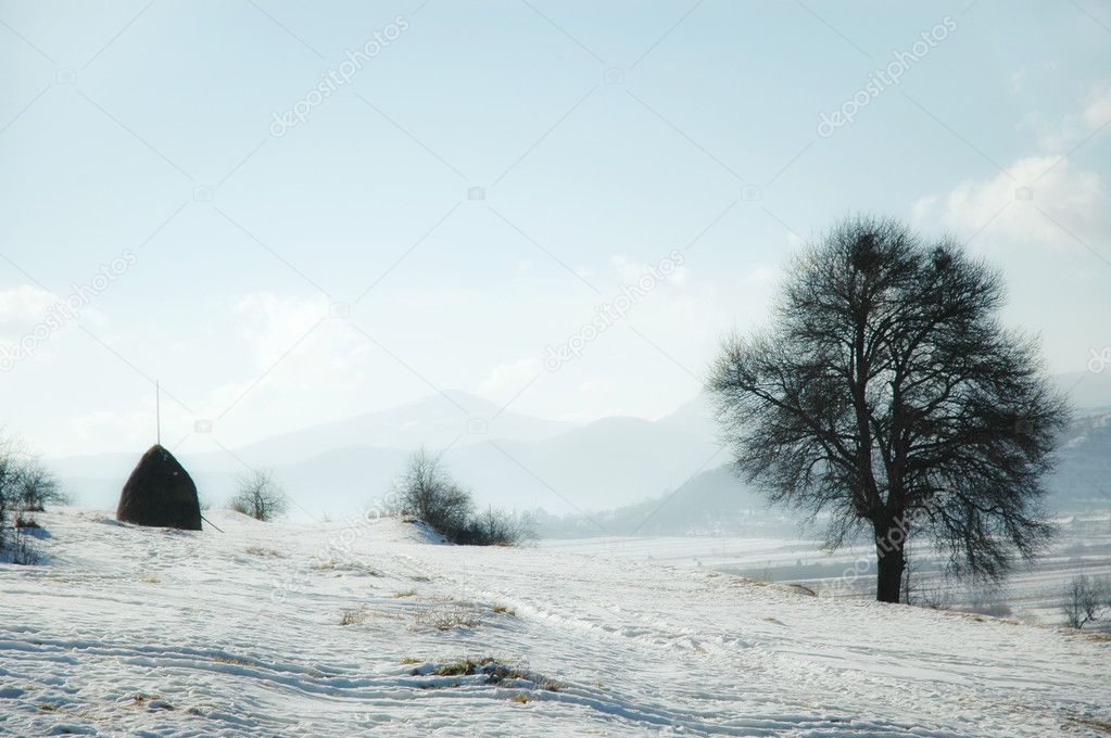 Winter landscape with frozen vegetation
