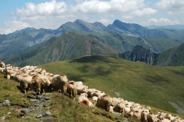 Romanya fagaras dağlarda koyun sürüsü