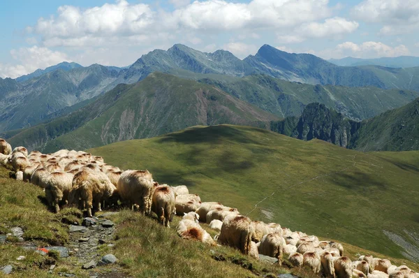 Mandria di pecore nelle montagne di Fagaras, Romania — Foto Stock