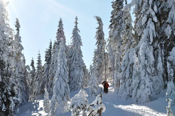 Деревья, покрытые инеем и снегом в горах — стоковое фото