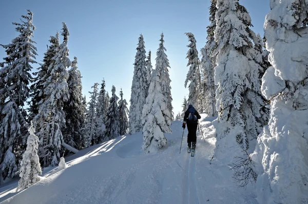 Bäume mit Raureif und Schnee in den Bergen bedeckt — Stockfoto