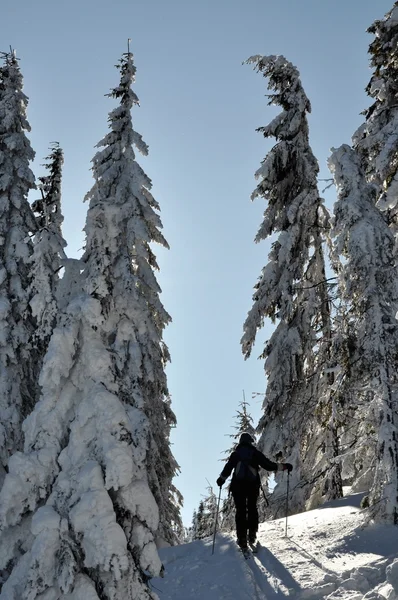 山上覆盖着白霜和雪的树木 — 图库照片