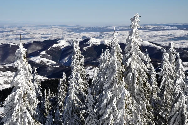 Drzewa pokryte mrozem i śniegiem w górach — Zdjęcie stockowe