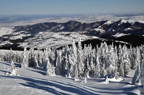 Stromy pokryté chrastí a sněhem v horách — Stock fotografie