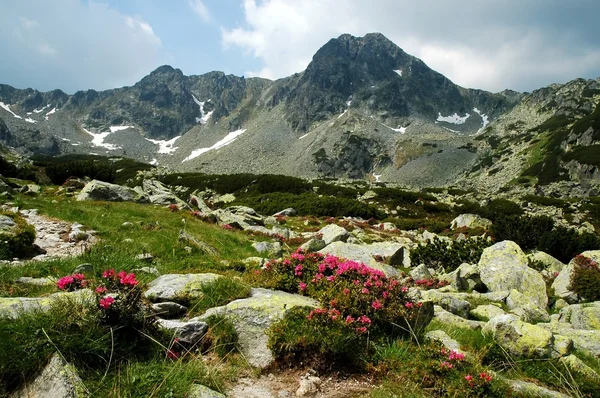 Różanecznik Parku Narodowego retezat, Rumunia — Zdjęcie stockowe