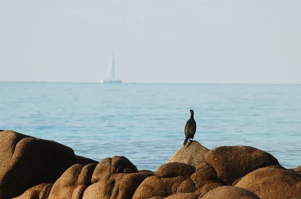 A nagy kárókatona (Phalacrocorax carbo) — Stock Fotó