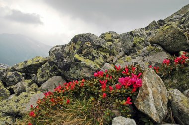 ormangülü retezat Milli Park, Romanya