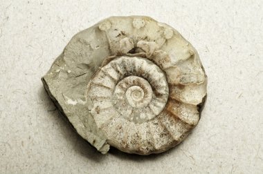 Ammonite clipart