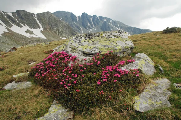 Rhododendron in Retezat National Park, Romania — Stock Photo, Image