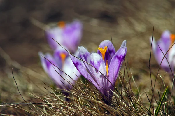Fioletowy krokus wiosenne kwiaty na łące — Zdjęcie stockowe
