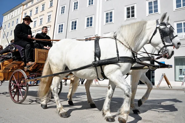 Коні driven перевезення з туристів, Зальцбург, Австрія — стокове фото