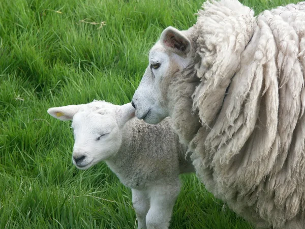 Lamb and sheep — Stock Photo, Image