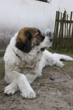 köpek koruma