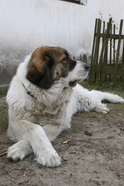 Őrző-védő kutya — Stock Fotó
