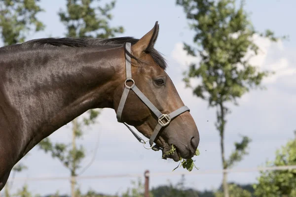 BAY HORSE — Stock Photo, Image