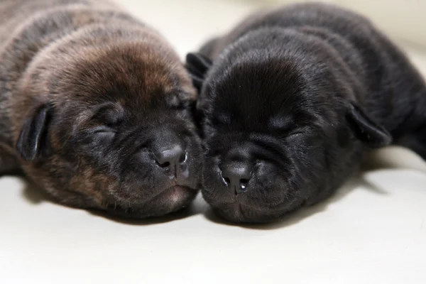 Stock image Puppys