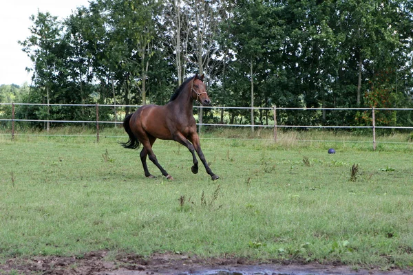 Běží kůň — Stock fotografie