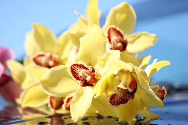 Orchidee di Cymbidium Immagini Stock Royalty Free
