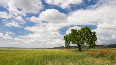 Prairie in La Noguera clipart