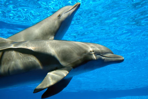 stock image Couple of dolphins