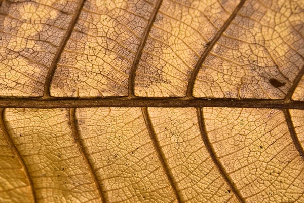 stock image Dead leaf