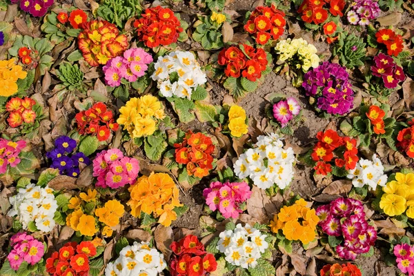 Цветы разноцветные — стоковое фото
