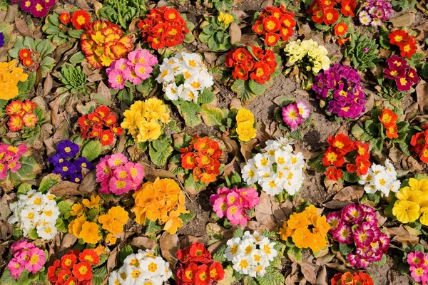 Stock image Multicolored flowers