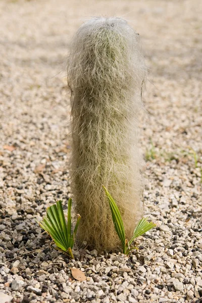 Stařec kaktus — Stock fotografie