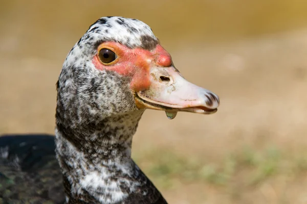 Mladá kachna pižmová — Stock fotografie