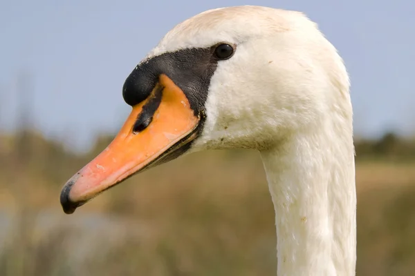 Stock image Mute swan