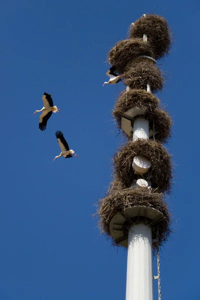 Nests of storks — Stock Photo, Image