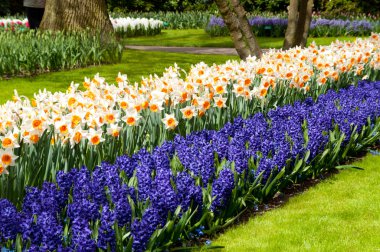 Beautiful spring flower bed in park garden clipart