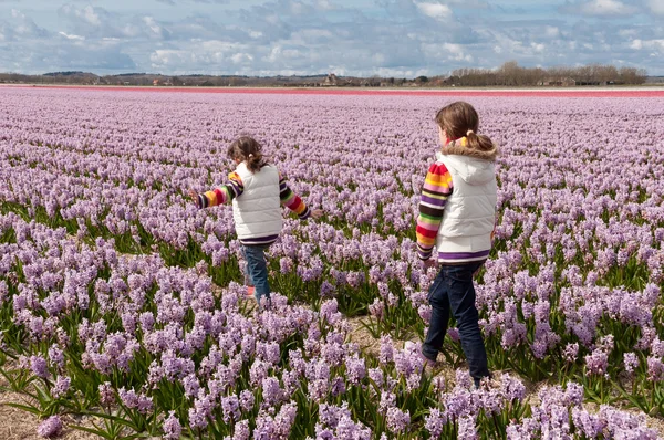 stock image Children playing on beautiful hyacinth field in Netherlands