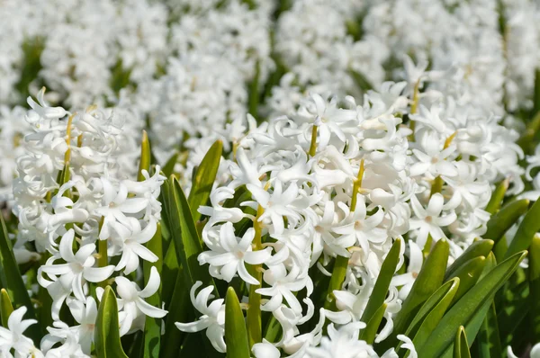 Stock image Beautiful white hyacinth flowers