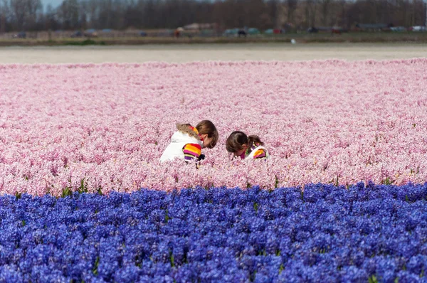 Hollanda güzel sümbül sahada oynayan çocuklar