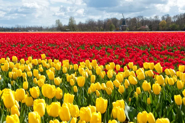 Hermoso campo de tulipán rojo y amarillo — Foto de Stock